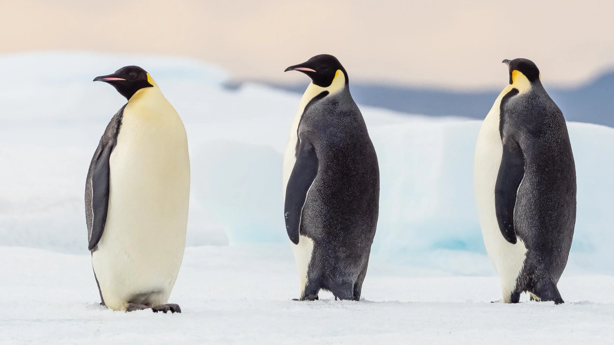 Emperor Penguins in Antarctica — Adam Maire Photography